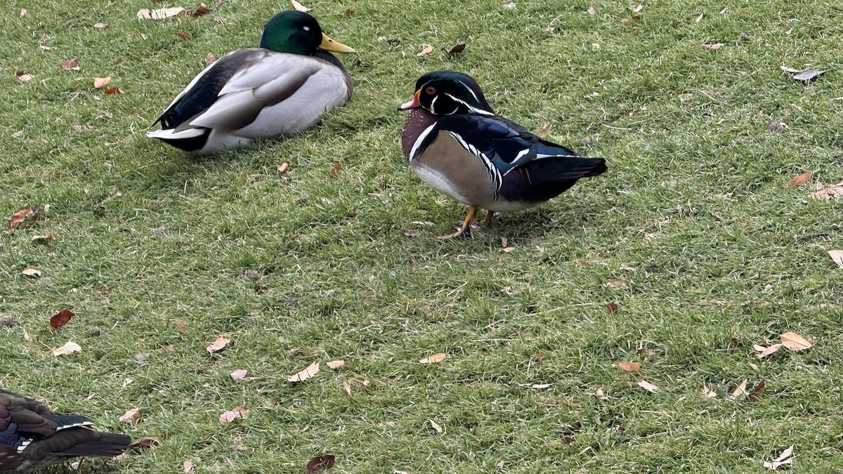 Anatra sposa - ML645568288