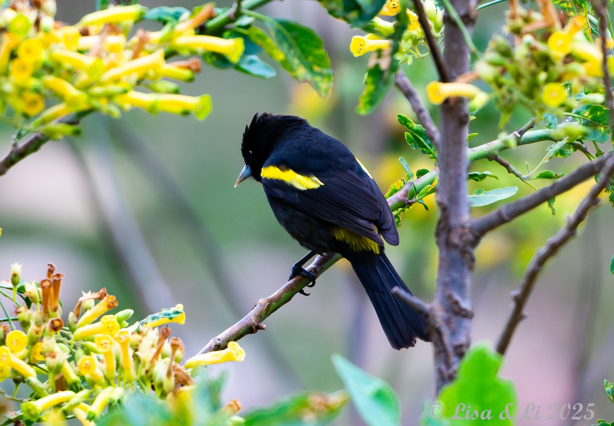 Golden-winged Cacique - ML645568291