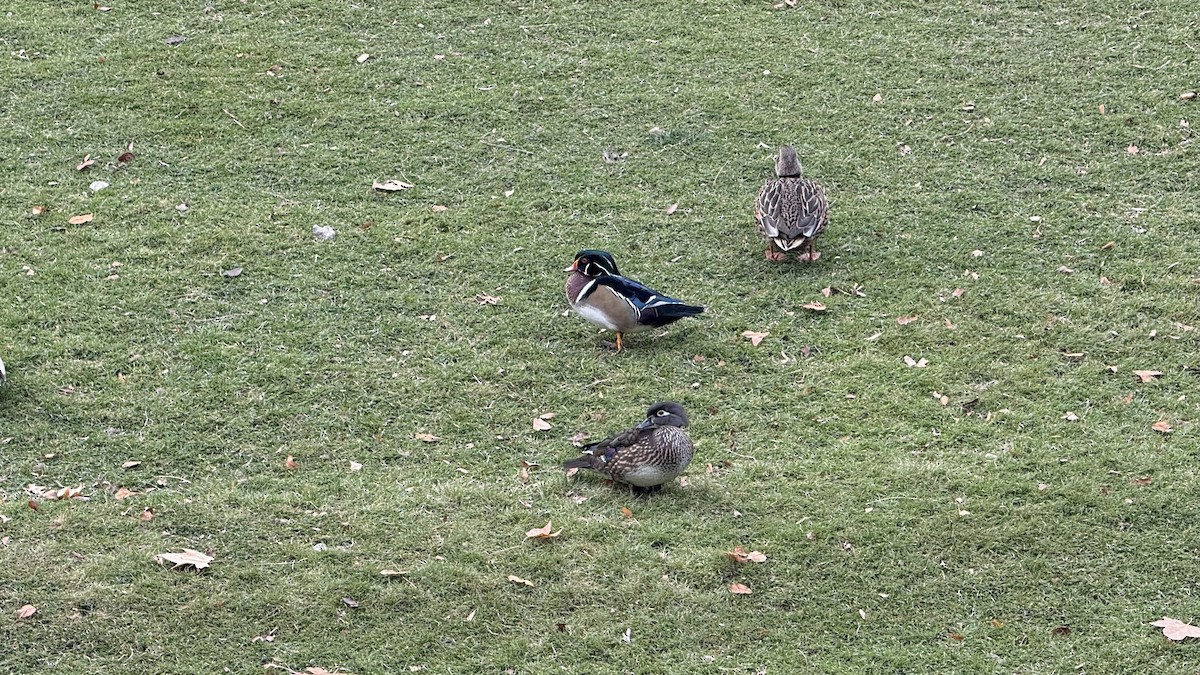 Anatra sposa - ML645568294