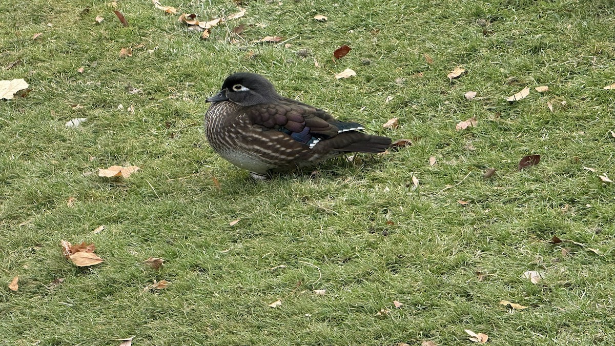 Anatra sposa - ML645568301