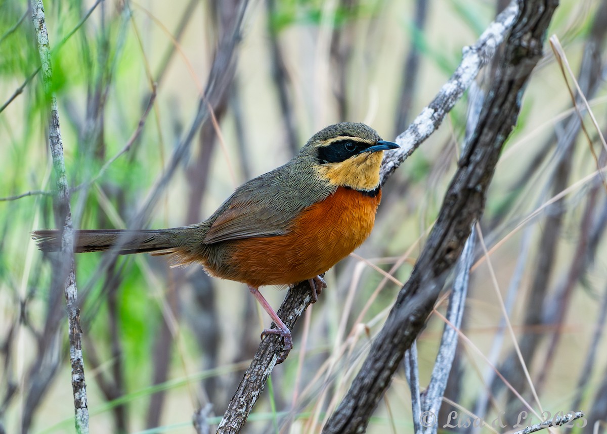 Zeytin Tepeli Hilalgerdan - ML645568305