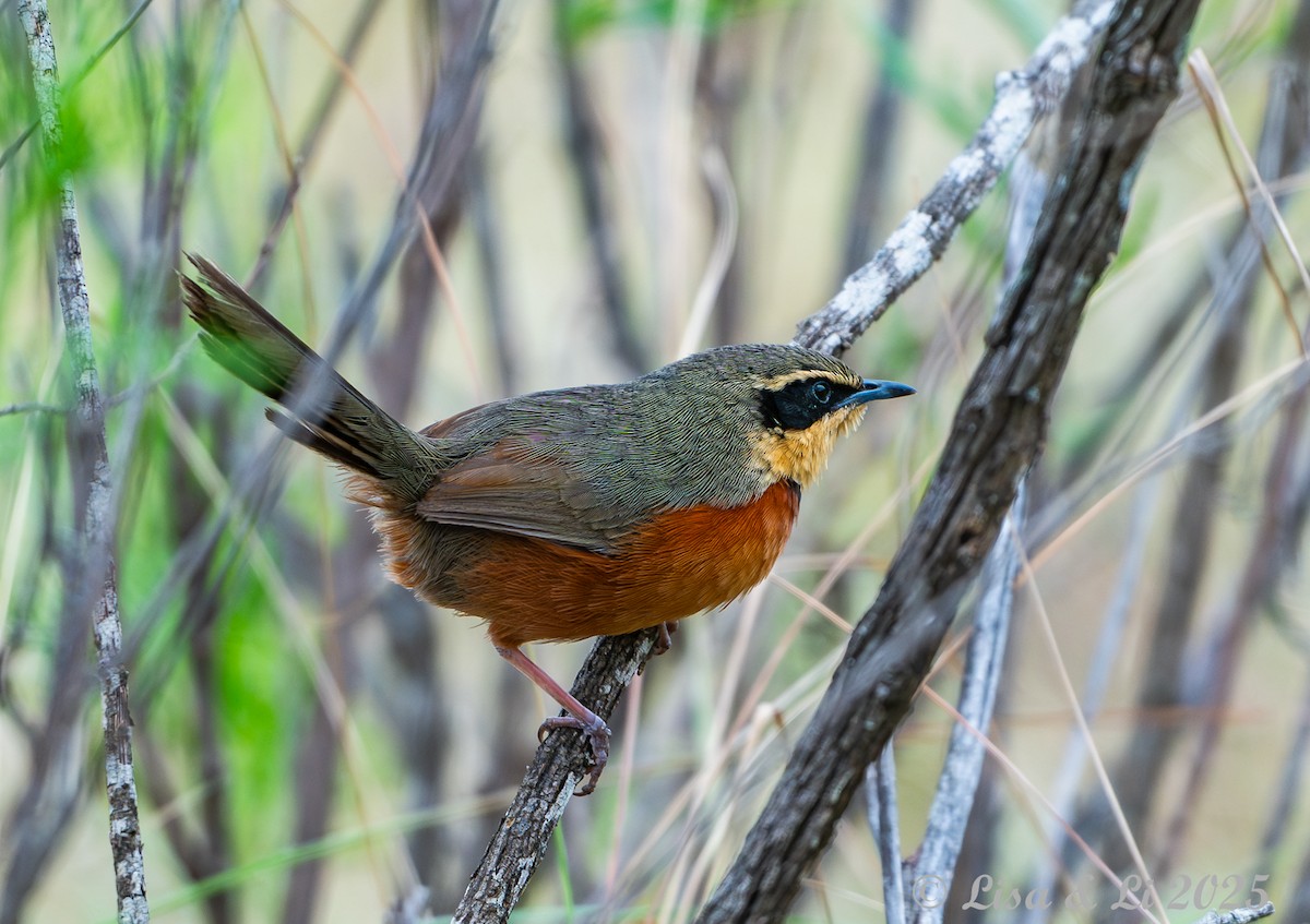 Zeytin Tepeli Hilalgerdan - ML645568306