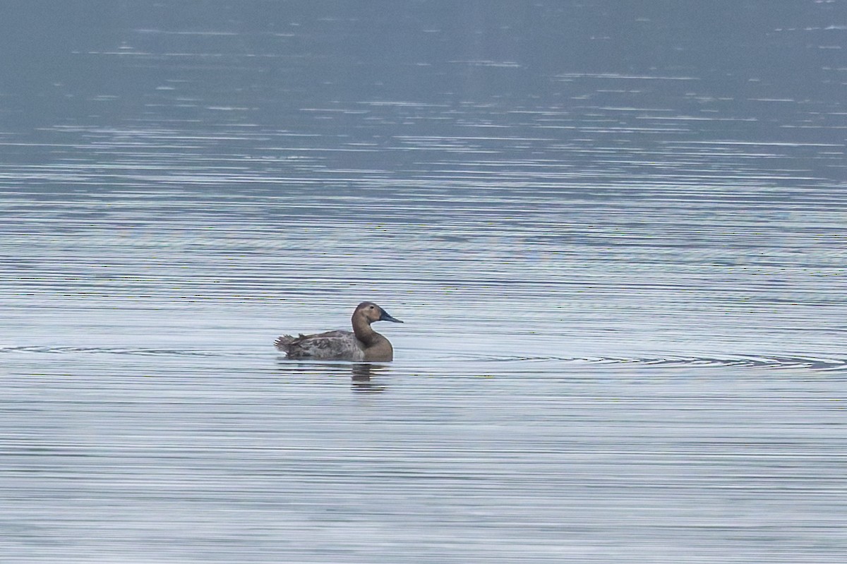 Murgilari bizkarzuria - ML645568307