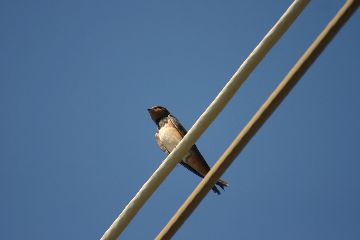 Ластівка сільська - ML645568308