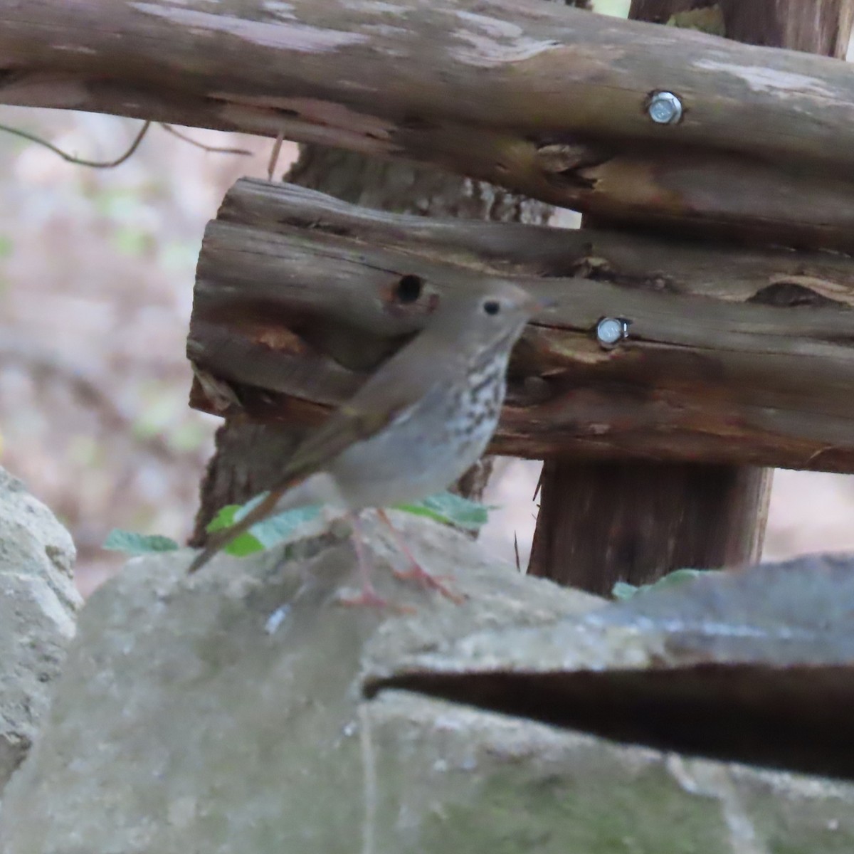 Hermit Thrush - ML645568317