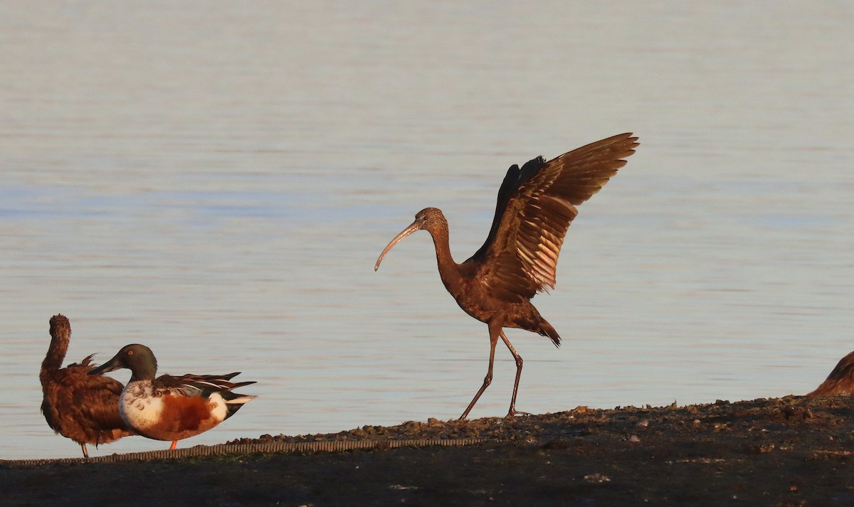 Glossy Ibis - ML645568326