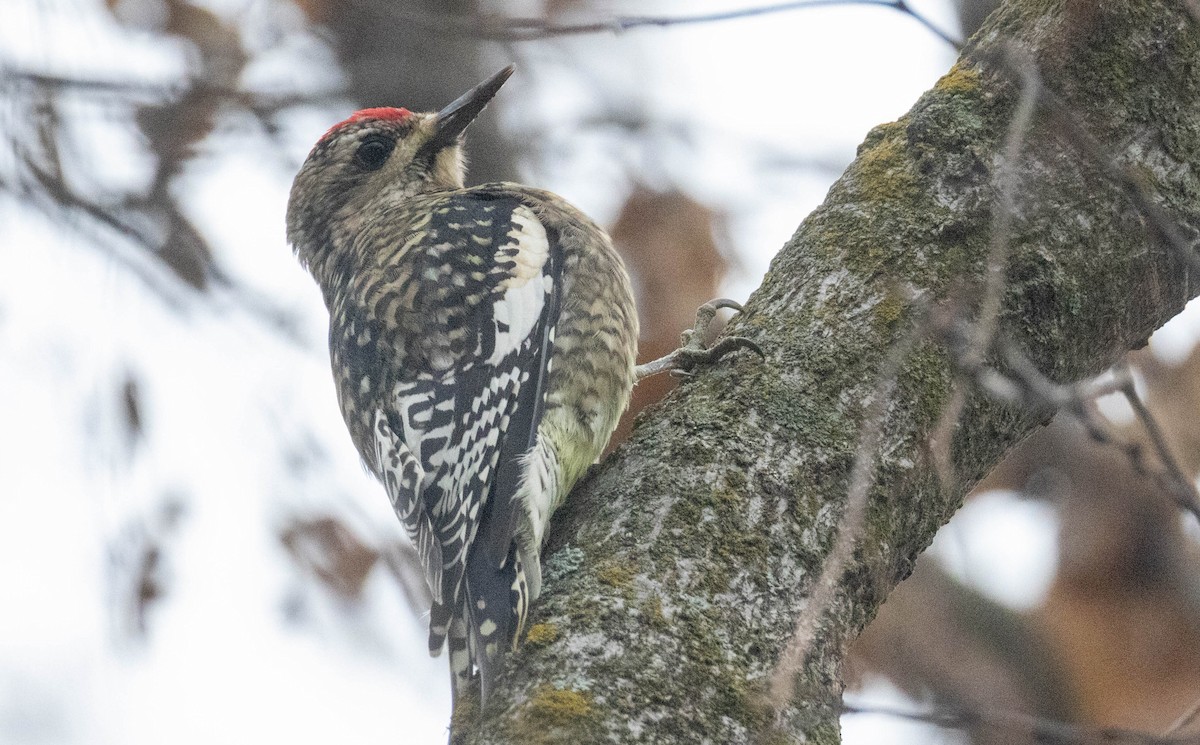 Yellow-bellied Sapsucker - ML645568333