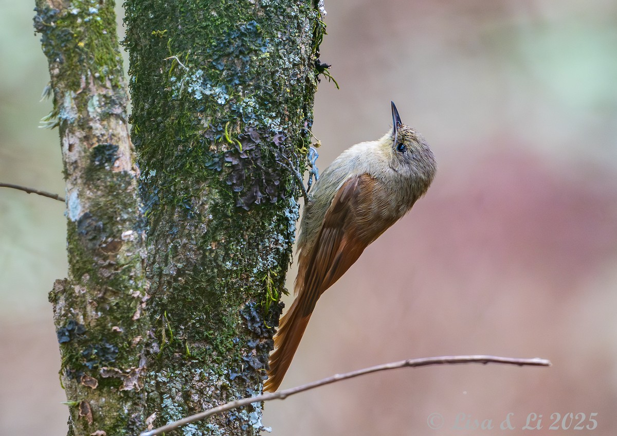 Olivaceous Woodcreeper - ML645568338