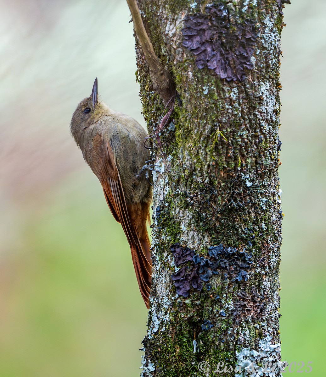 Olivaceous Woodcreeper - ML645568339