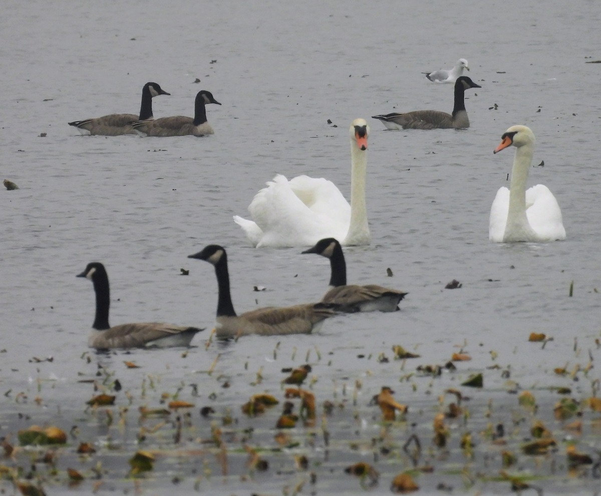 Mute Swan - ML645568342
