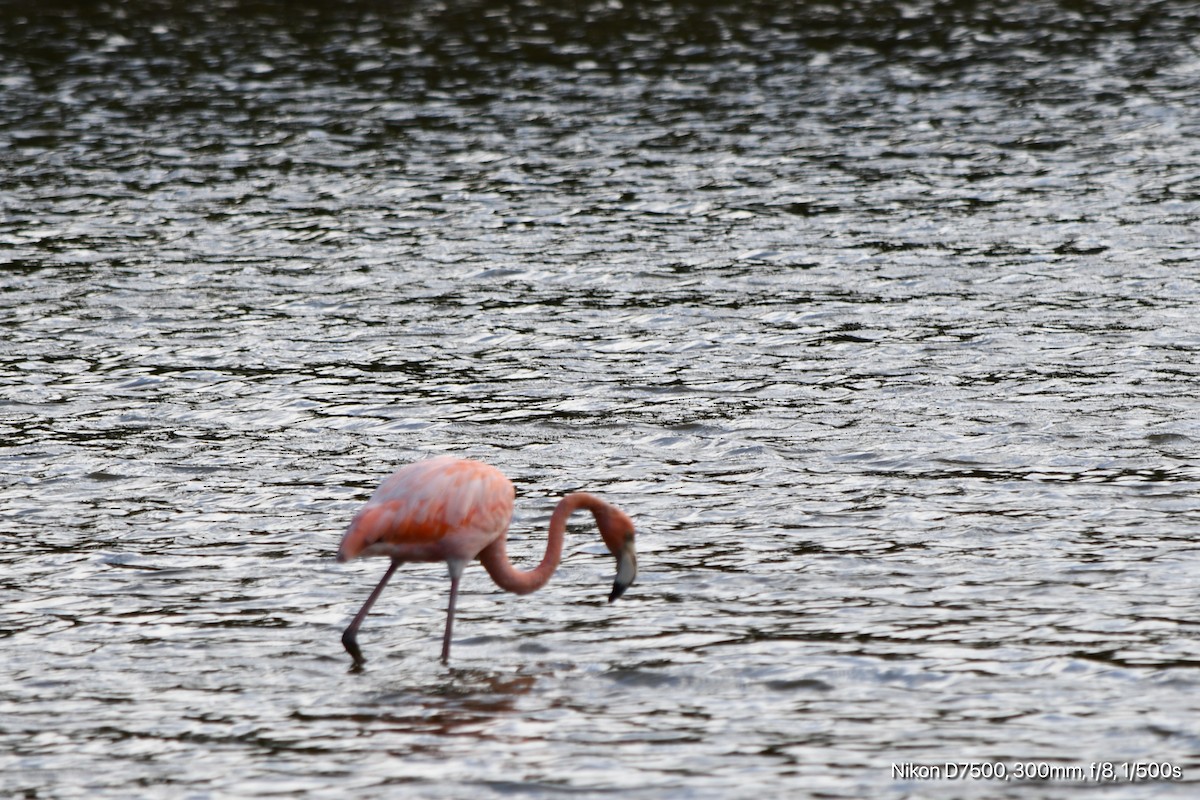 American Flamingo - ML645568344