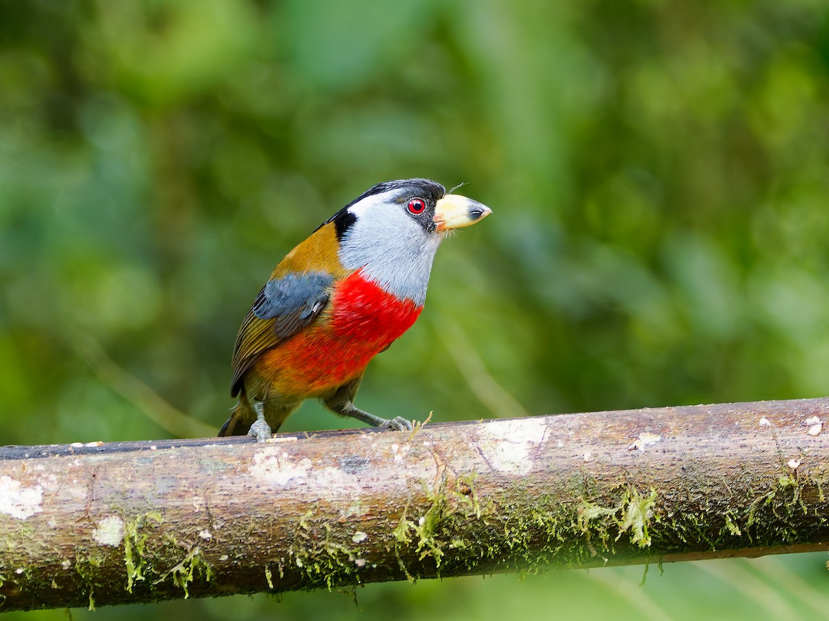 Toucan Barbet - ML645568349