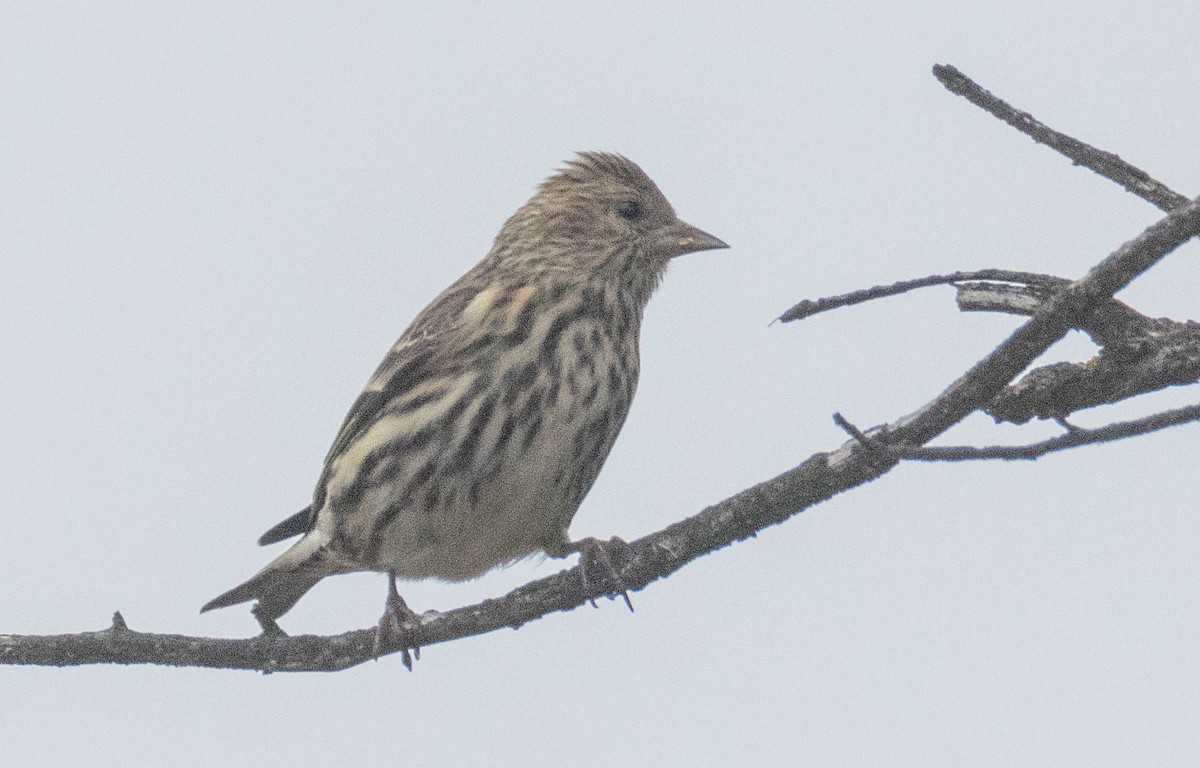 Pine Siskin - ML645568350