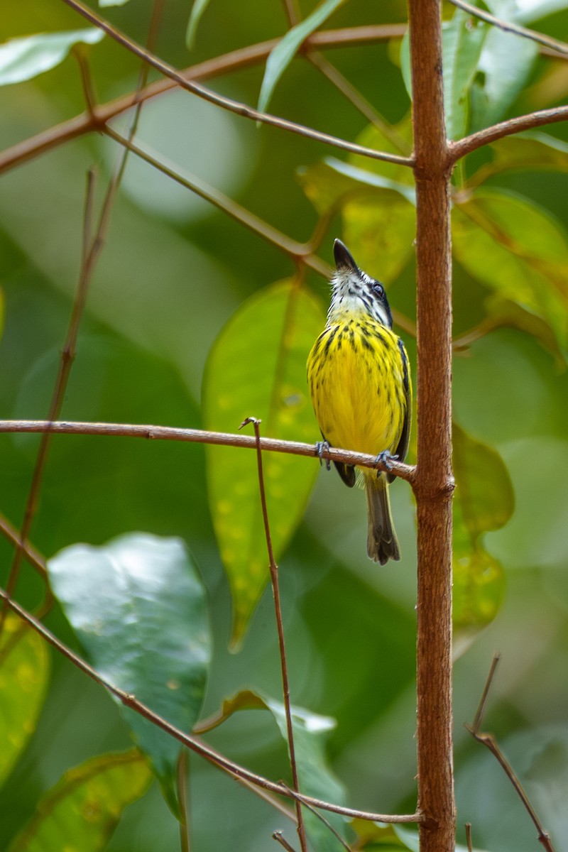 Painted Tody-Flycatcher - ML645568352