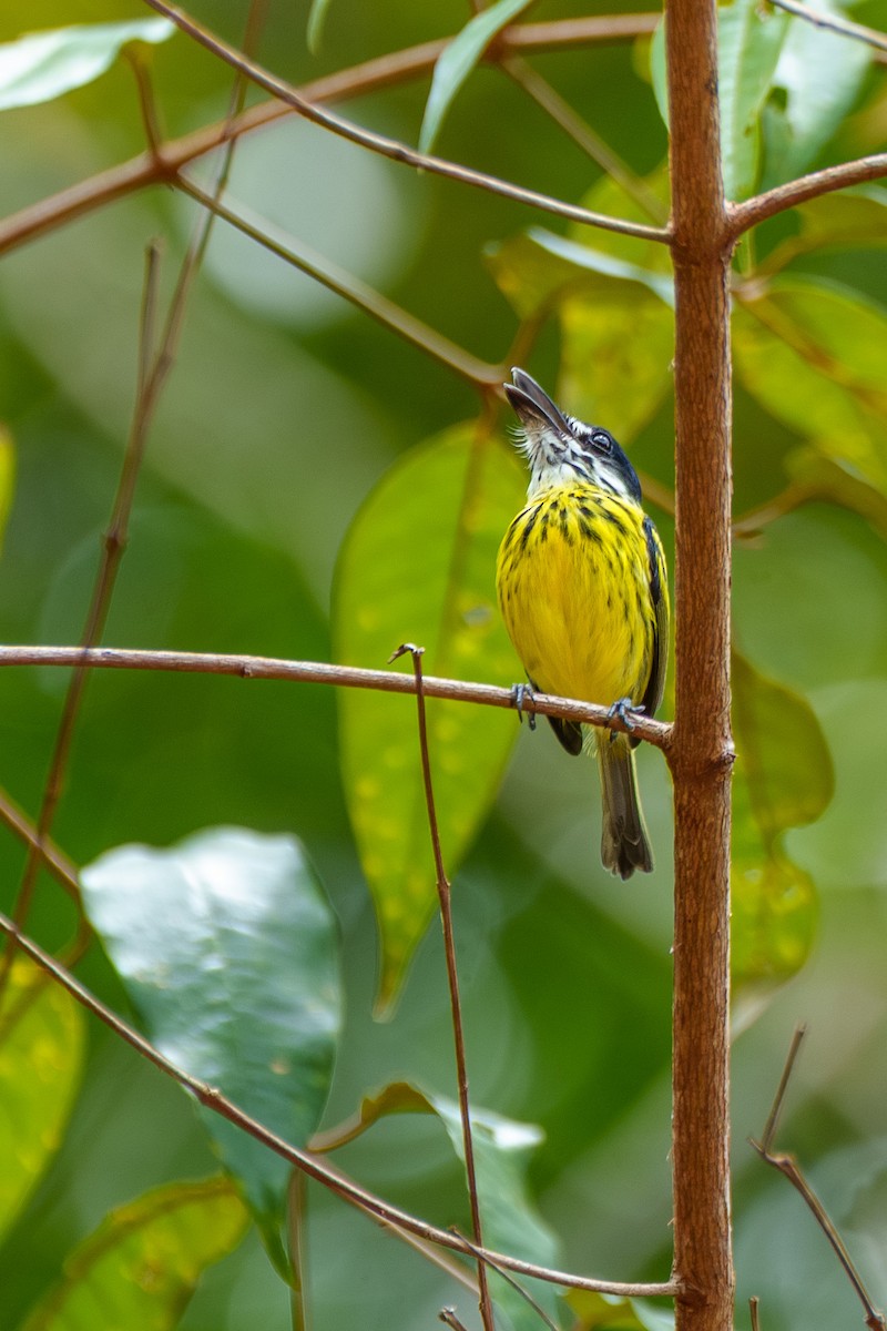 Painted Tody-Flycatcher - ML645568353