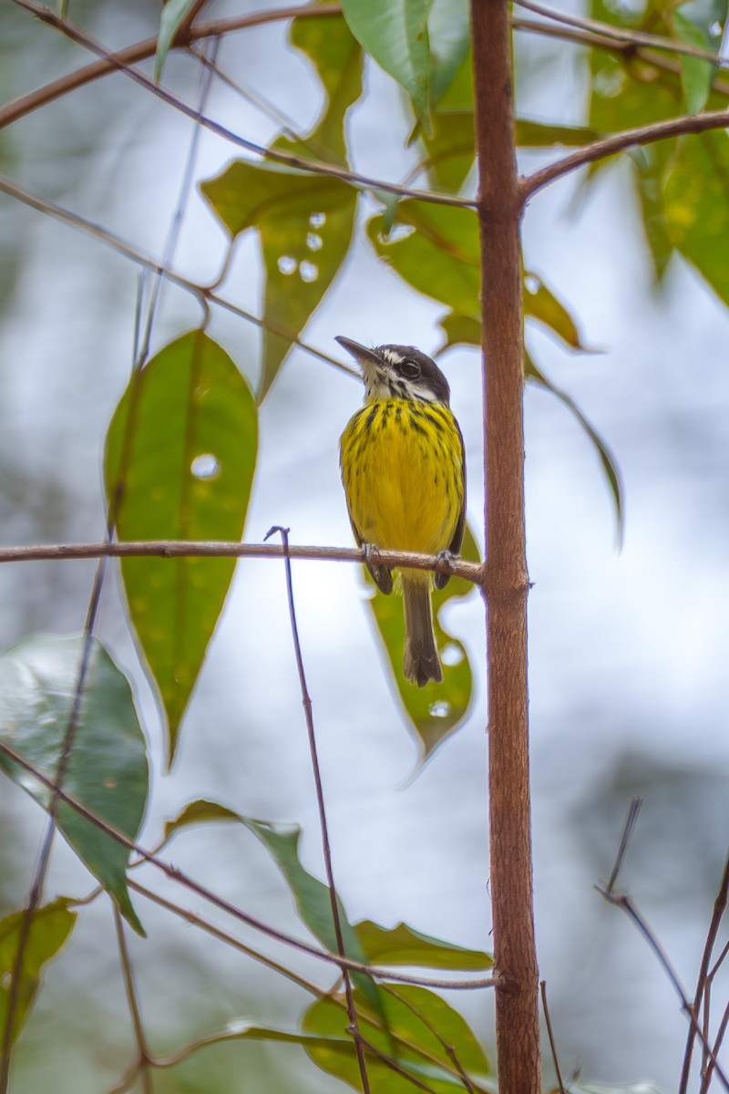 Painted Tody-Flycatcher - ML645568354