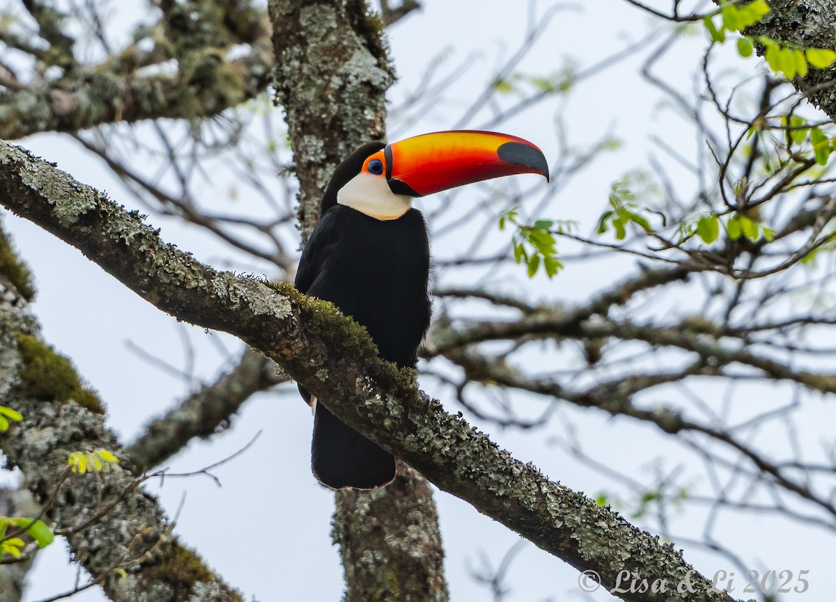 Toco Toucan - ML645568355