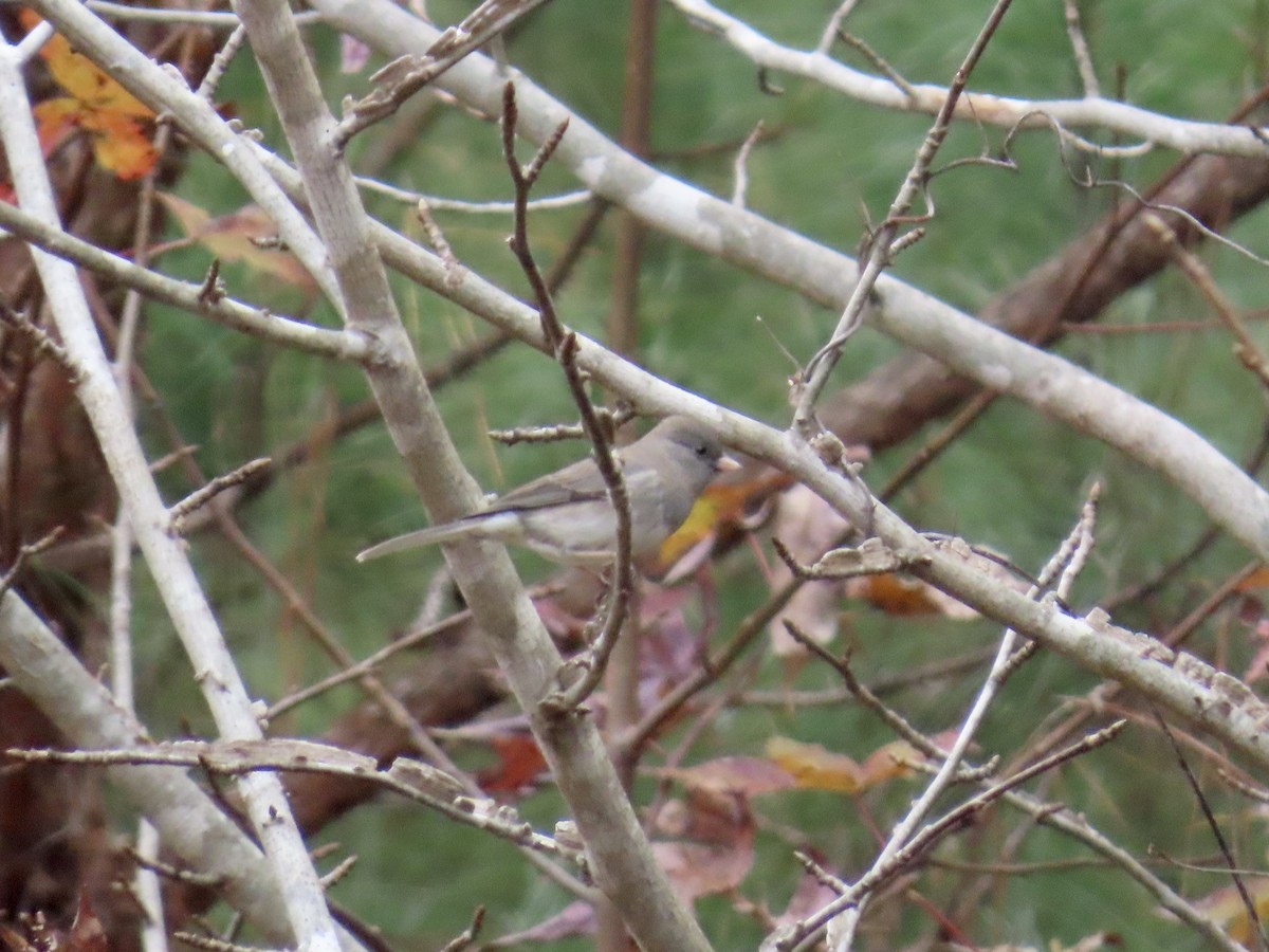 Dark-eyed Junco (Slate-colored) - ML645568356