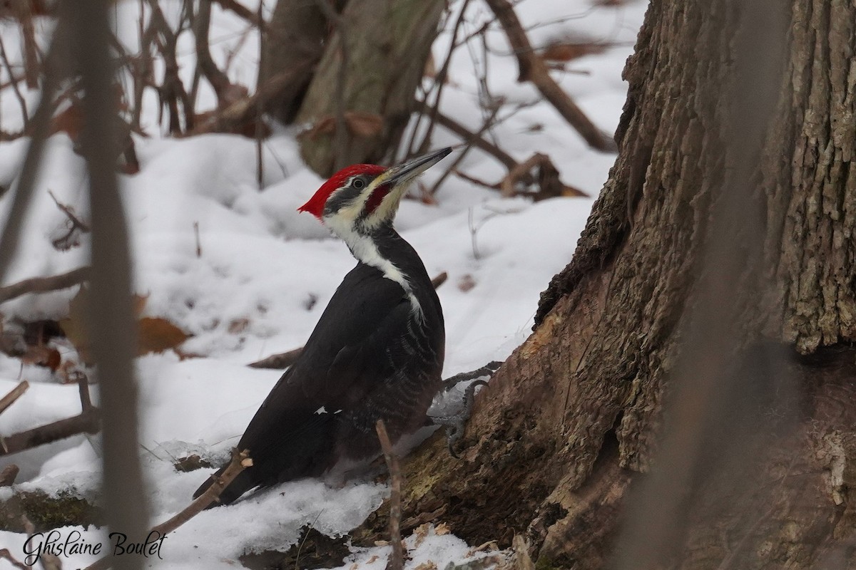 Pileated Woodpecker - ML645568358