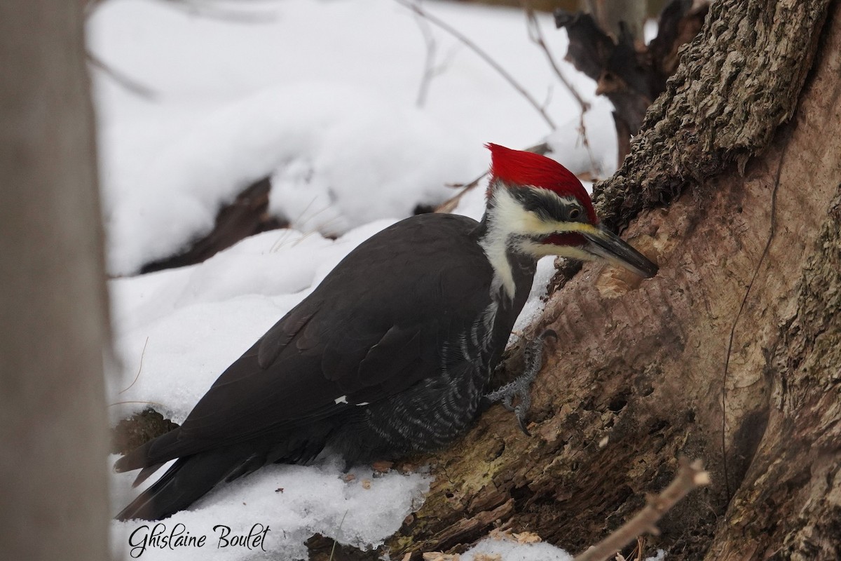 Pileated Woodpecker - ML645568359