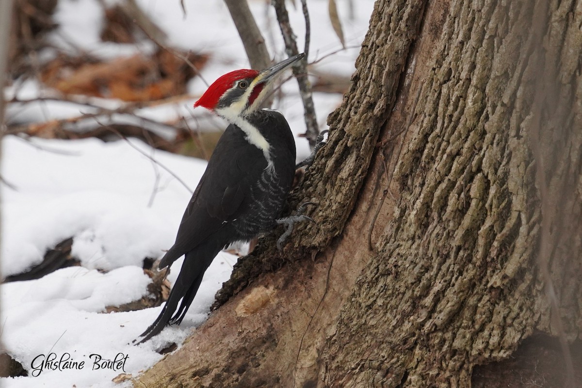 Pileated Woodpecker - ML645568360