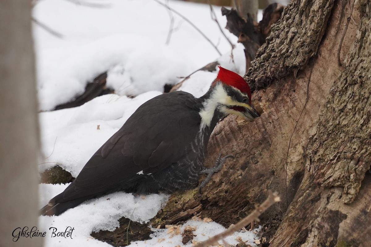 Pileated Woodpecker - ML645568361