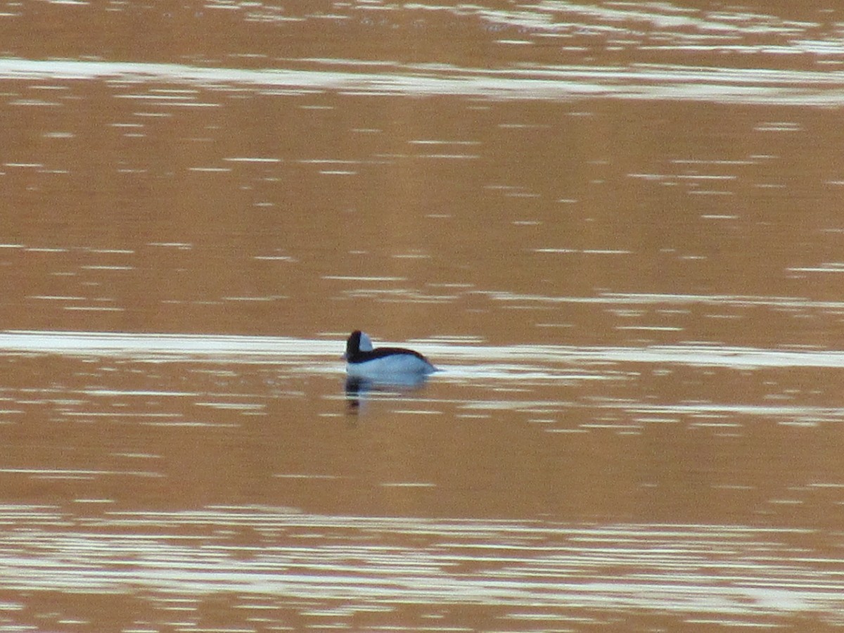 Bufflehead - ML645568362