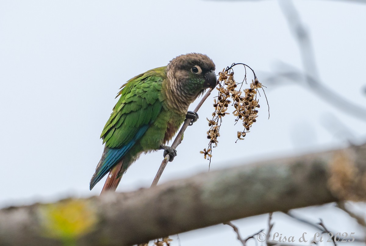 Green-cheeked Parakeet - ML645568363