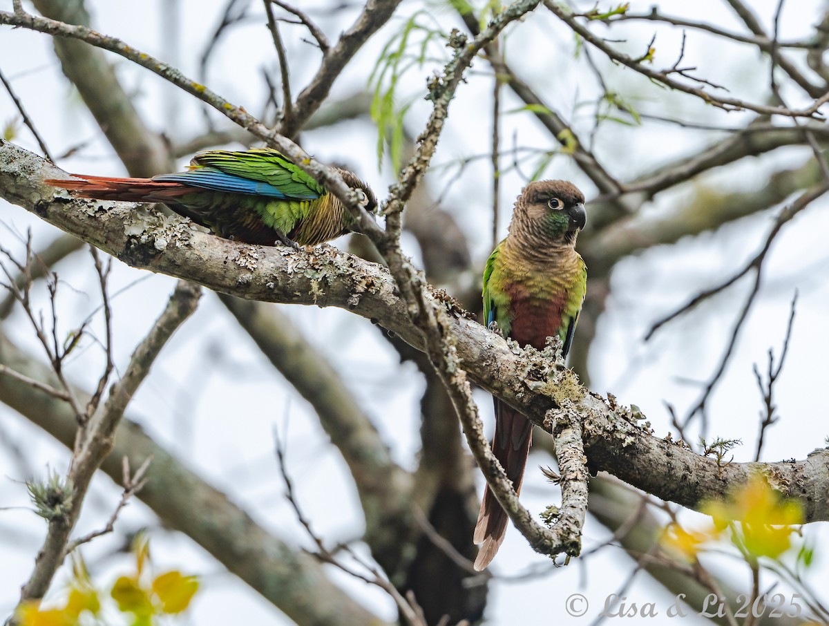 Green-cheeked Parakeet - ML645568364