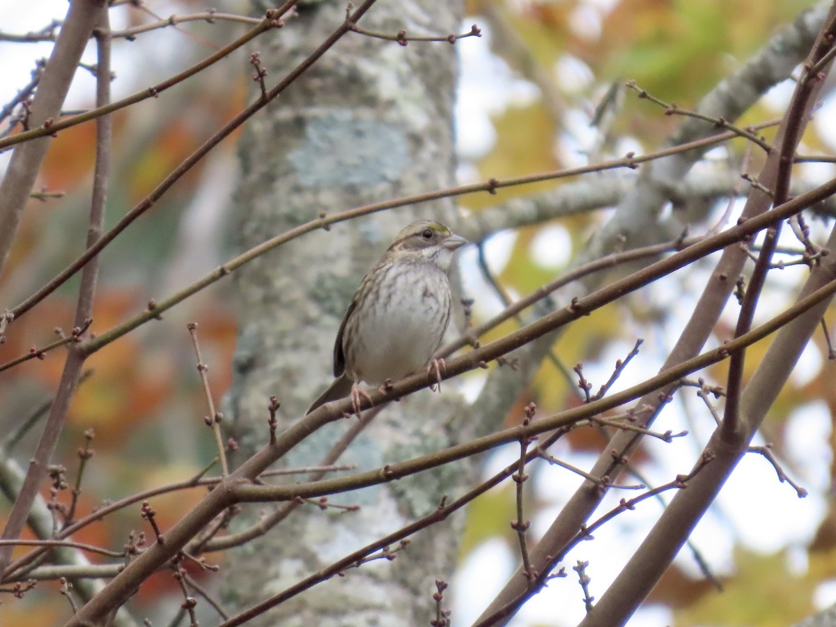 White-throated Sparrow - ML645568365