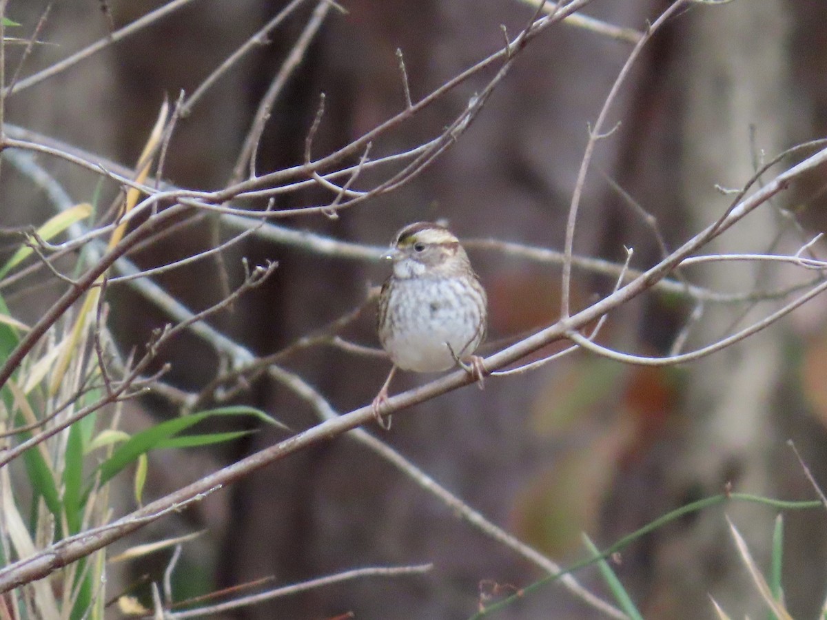 White-throated Sparrow - ML645568366