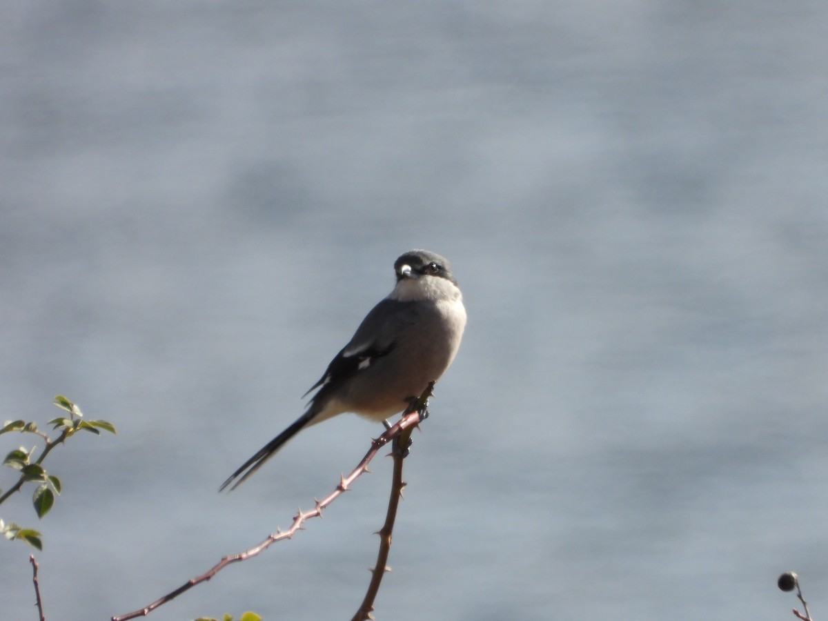 Iberian Gray Shrike - ML645568367