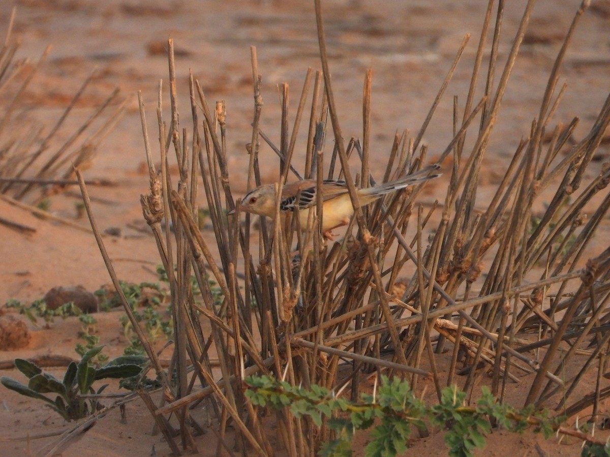 Cricket Longtail - ML645568370