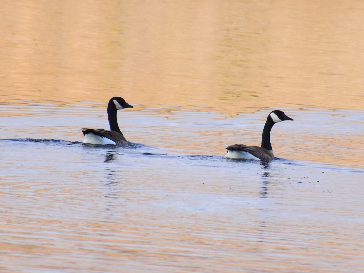 Canada Goose (moffitti/maxima) - ML645568371
