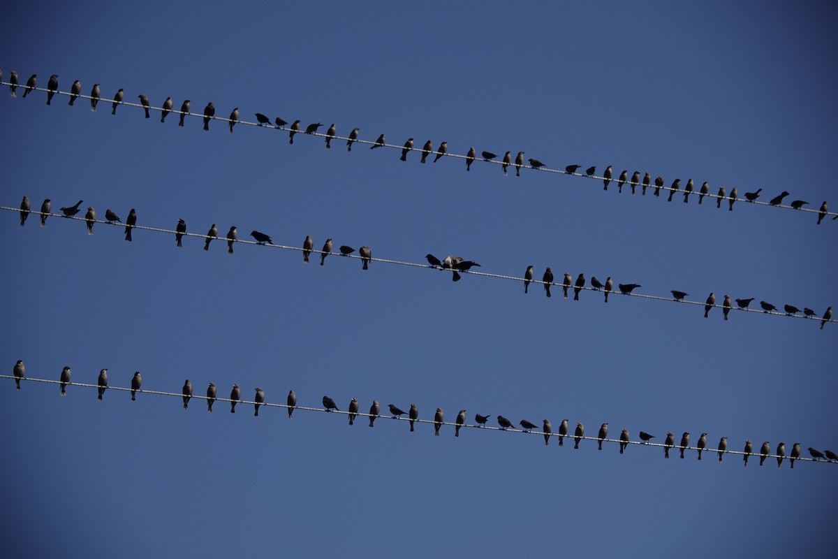 Brown-headed Cowbird - ML645568372