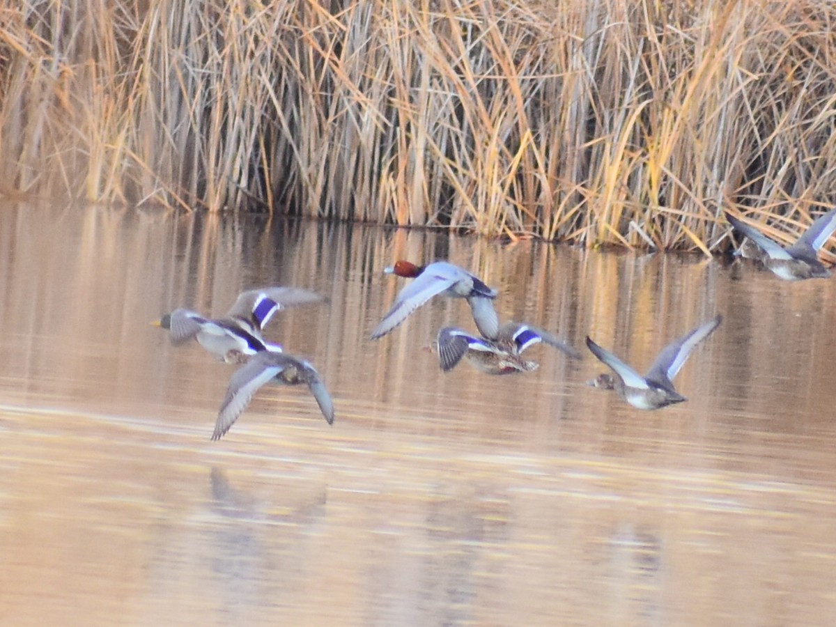 Redhead - ML645568374