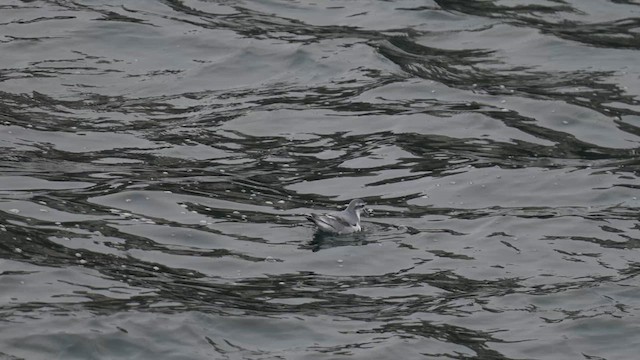 Antarctic Prion - ML645568375