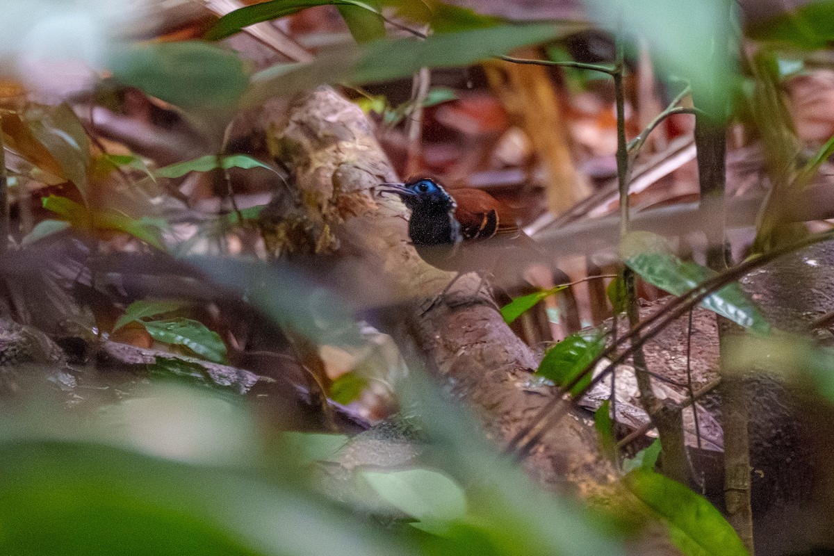 Ferruginous-backed Antbird - ML645568376