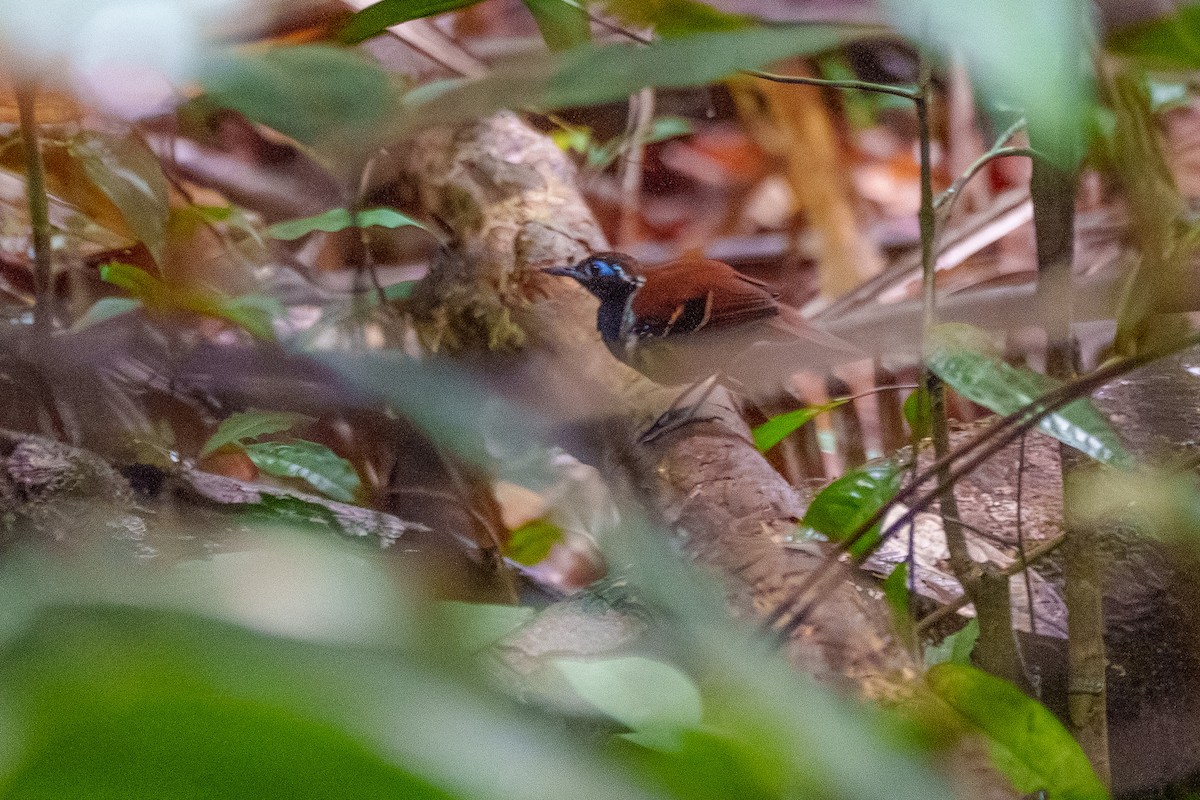 Ferruginous-backed Antbird - ML645568377