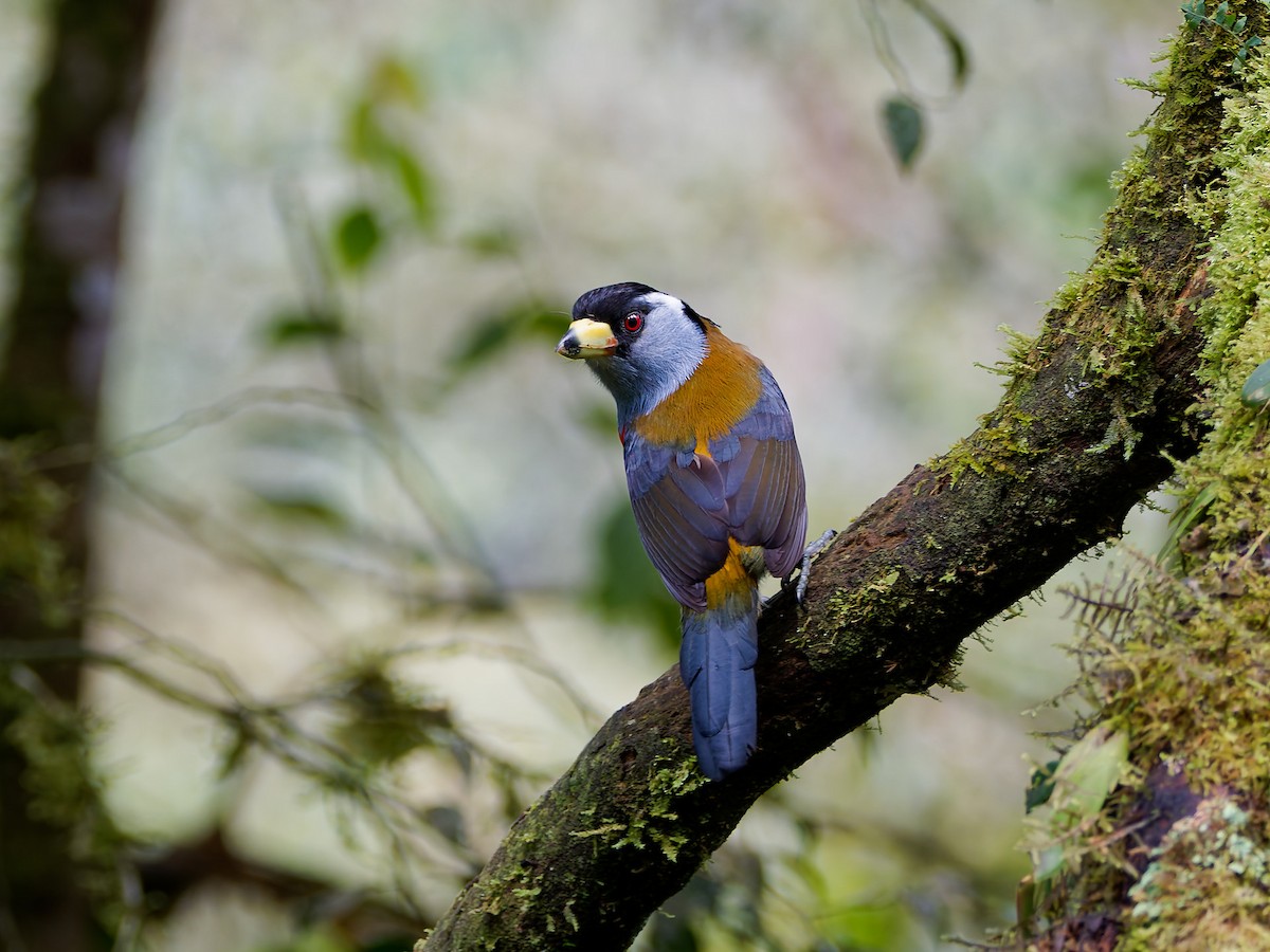 Toucan Barbet - ML645568379