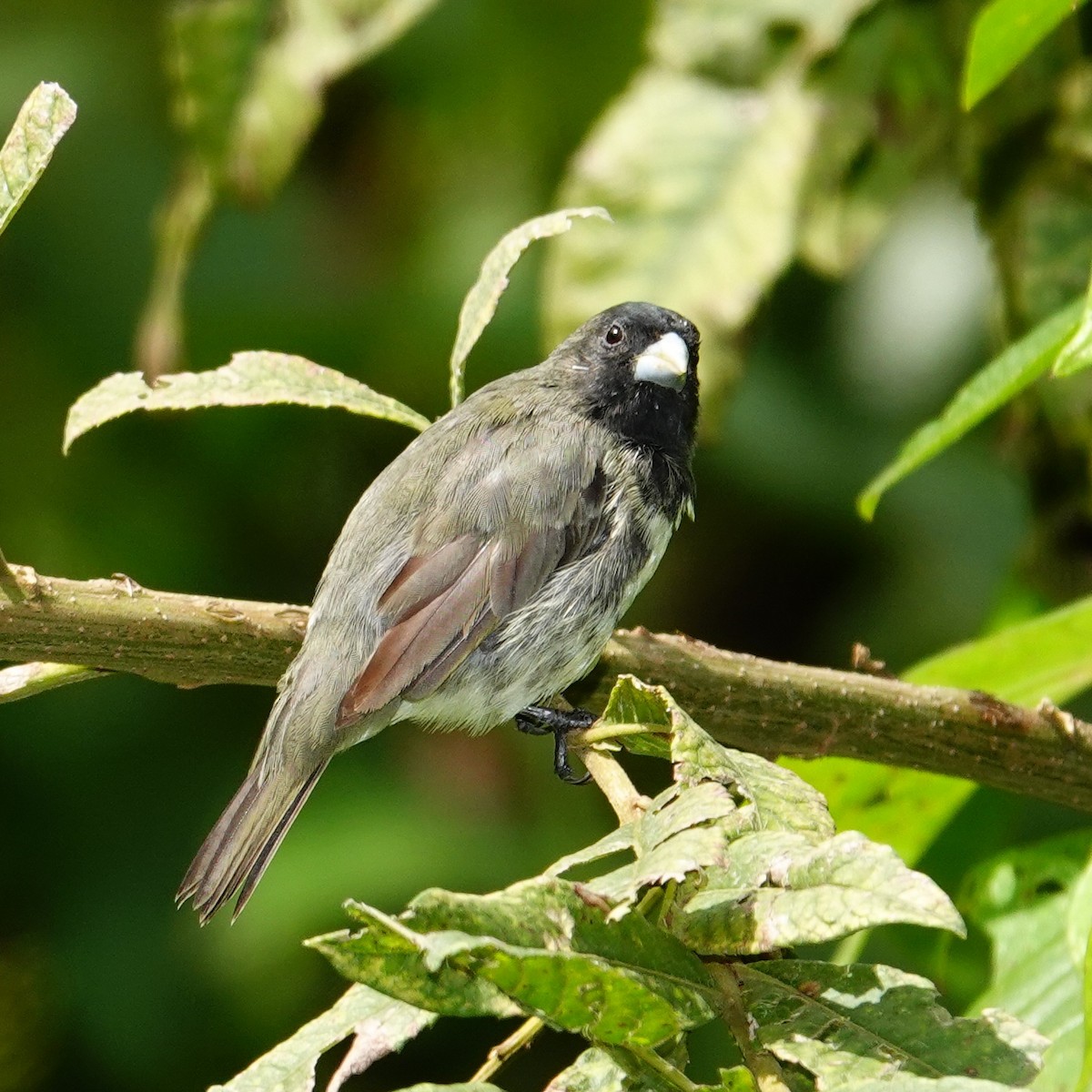 Yellow-bellied Seedeater - ML645568381