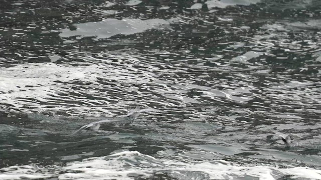 Antarctic Prion - ML645568382