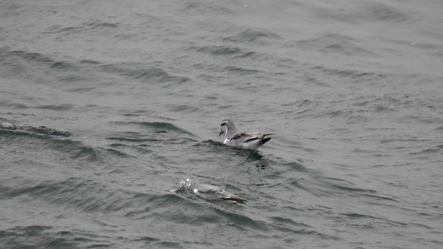 Antarctic Prion - ML645568388