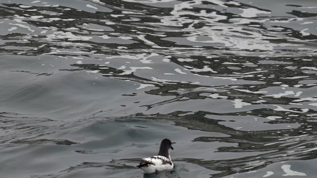 Pintado Petrel - ML645568391