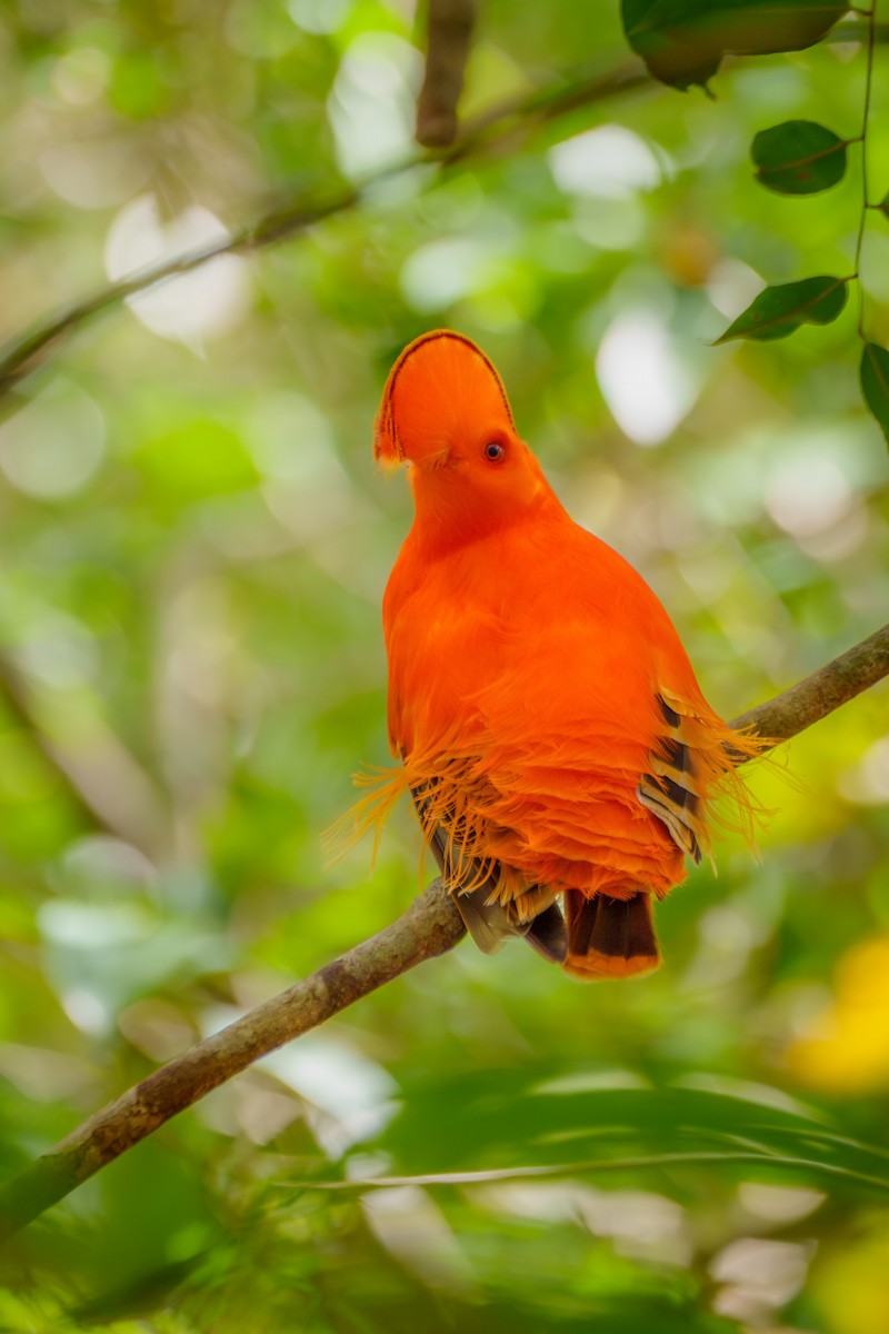 Guianan Cock-of-the-rock - ML645568410