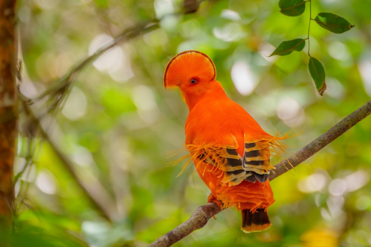 Guianan Cock-of-the-rock - ML645568411
