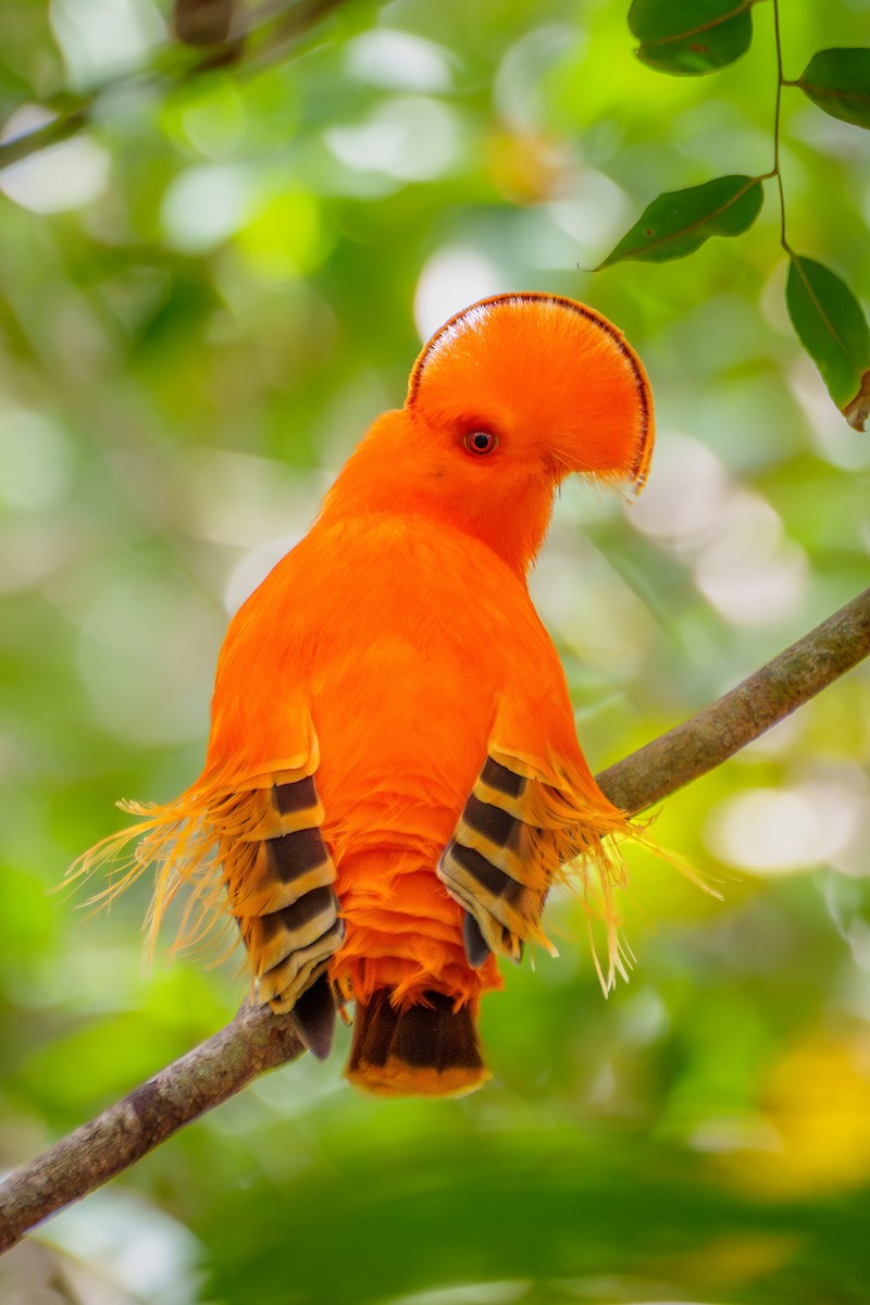 Guianan Cock-of-the-rock - ML645568412