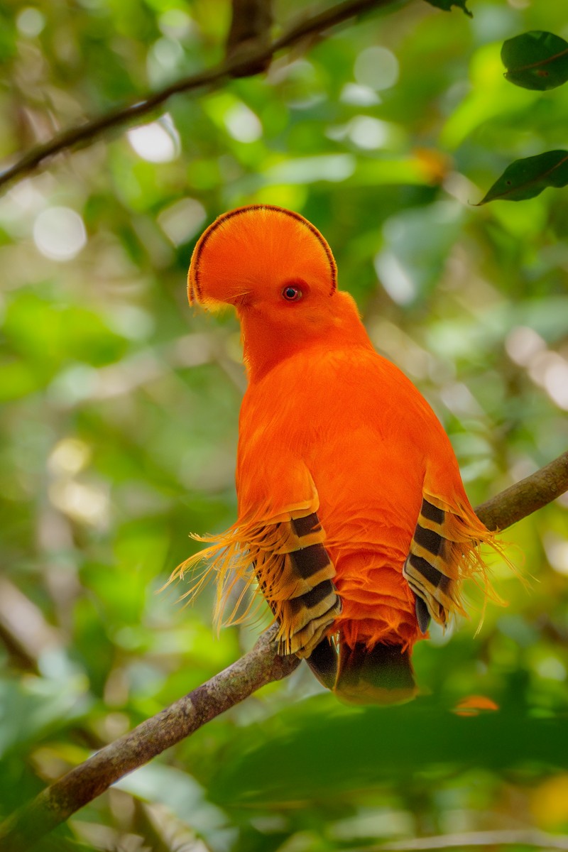 Guianan Cock-of-the-rock - ML645568413