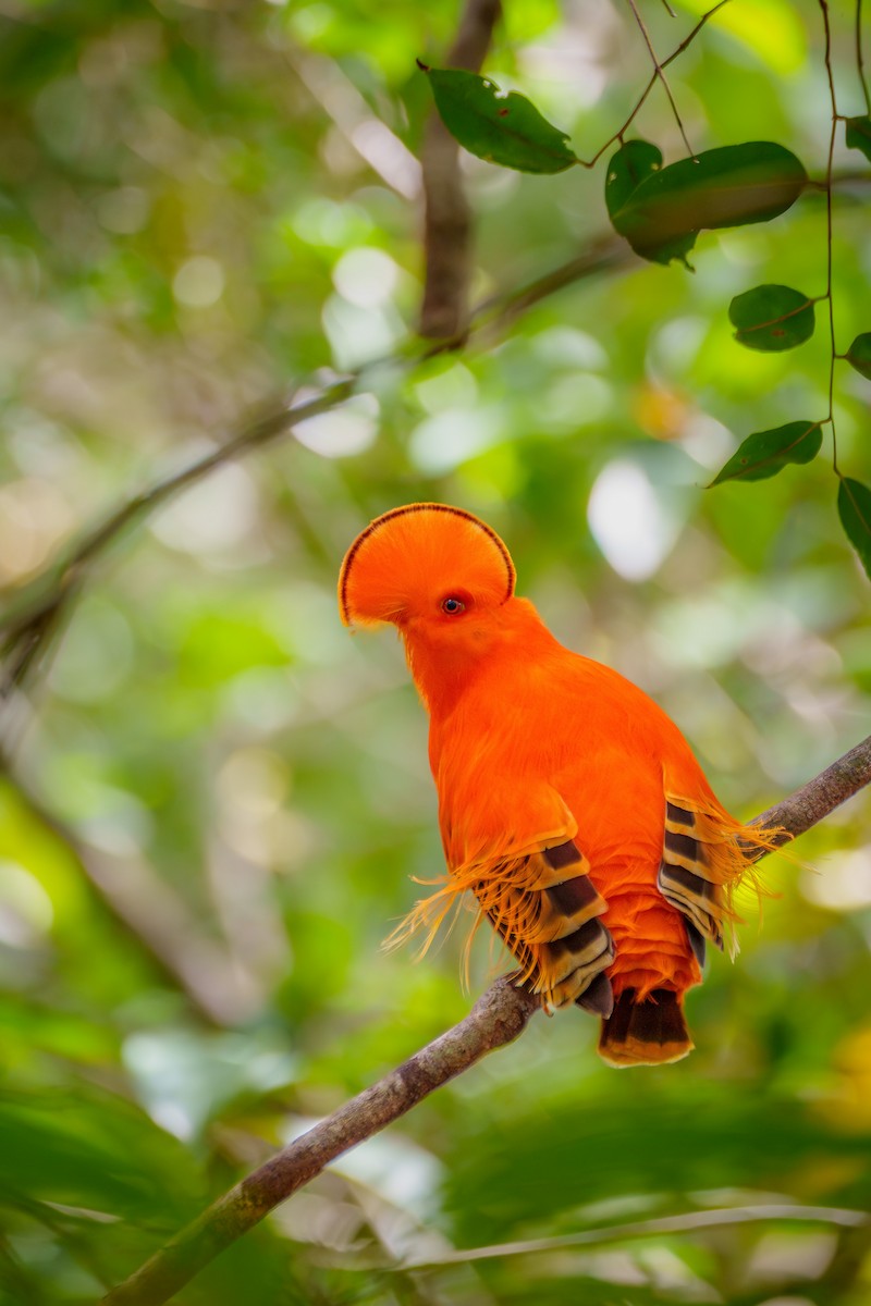 Guianan Cock-of-the-rock - ML645568414