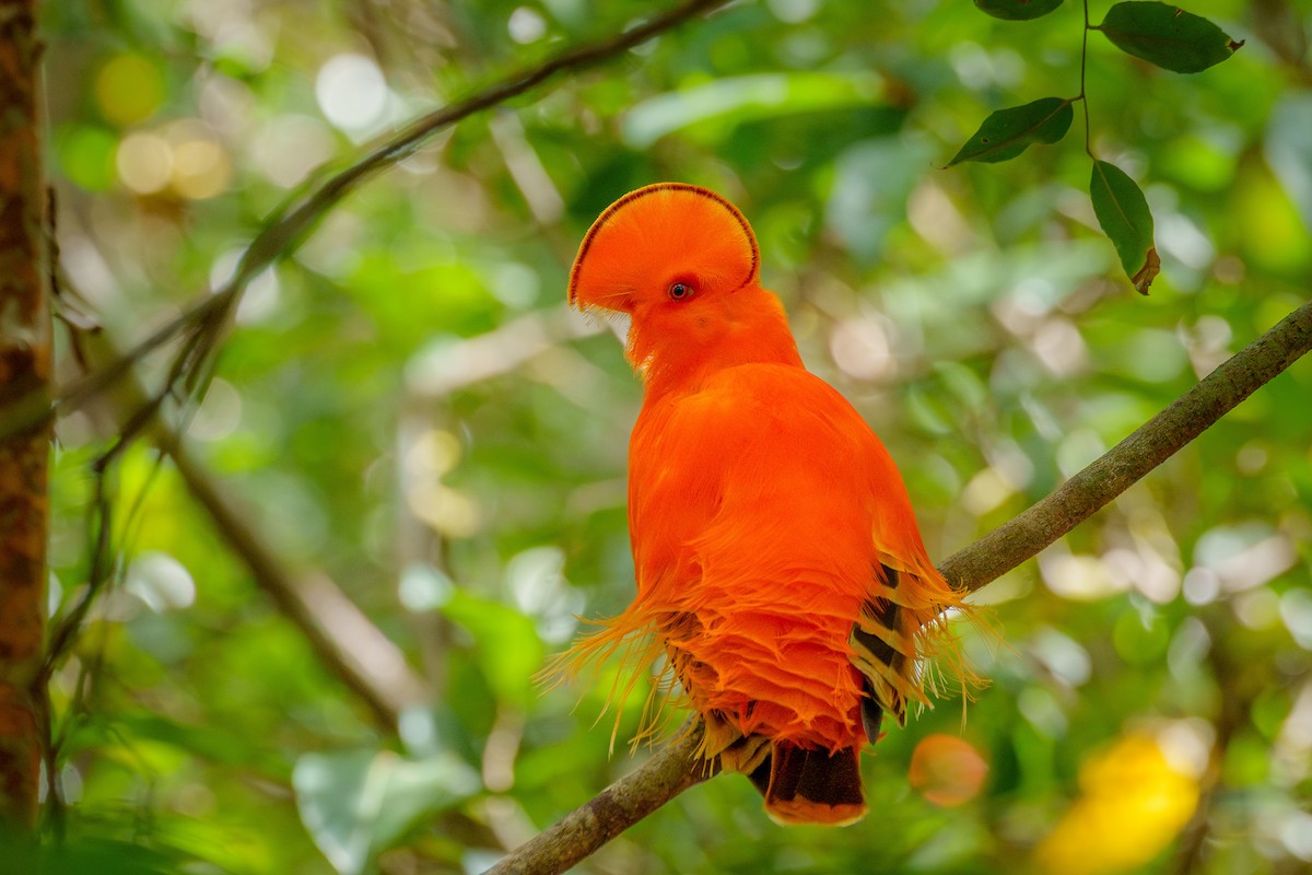 Guianan Cock-of-the-rock - ML645568416
